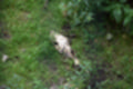 Beeldnr : 80 van 101
Naam : jj843769.jpg
Folder : fotos/jaren-201x/2019-2/denemarken/4-aug/
Formaat : 1200 x 800px
Thumb : 120 x 80px
Richting : Landschap
Bloknr : 2 van 3
Beeldnrs : 51 tm 100
Beelden in blok : 50