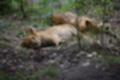 Beeldnr : 82 van 101
Naam : jj843778.jpg
Folder : fotos/jaren-201x/2019-2/denemarken/4-aug/
Formaat : 1200 x 800px
Thumb : 120 x 80px
Richting : Landschap
Bloknr : 2 van 3
Beeldnrs : 51 tm 100
Beelden in blok : 50