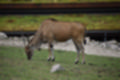 Beeldnr : 83 van 101
Naam : jj843783.jpg
Folder : fotos/jaren-201x/2019-2/denemarken/4-aug/
Formaat : 1200 x 800px
Thumb : 120 x 80px
Richting : Landschap
Bloknr : 2 van 3
Beeldnrs : 51 tm 100
Beelden in blok : 50