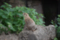 Beeldnr : 84 van 101
Naam : jj843785.jpg
Folder : fotos/jaren-201x/2019-2/denemarken/4-aug/
Formaat : 1200 x 800px
Thumb : 120 x 80px
Richting : Landschap
Bloknr : 2 van 3
Beeldnrs : 51 tm 100
Beelden in blok : 50