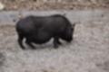 Beeldnr : 86 van 101
Naam : jj843804.jpg
Folder : fotos/jaren-201x/2019-2/denemarken/4-aug/
Formaat : 1200 x 800px
Thumb : 120 x 80px
Richting : Landschap
Bloknr : 2 van 3
Beeldnrs : 51 tm 100
Beelden in blok : 50