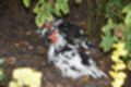 Beeldnr : 94 van 101
Naam : jj843838.jpg
Folder : fotos/jaren-201x/2019-2/denemarken/4-aug/
Formaat : 1200 x 800px
Thumb : 120 x 80px
Richting : Landschap
Bloknr : 2 van 3
Beeldnrs : 51 tm 100
Beelden in blok : 50