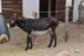 Beeldnr : 96 van 101
Naam : jj843845.jpg
Folder : fotos/jaren-201x/2019-2/denemarken/4-aug/
Formaat : 1200 x 800px
Thumb : 120 x 80px
Richting : Landschap
Bloknr : 2 van 3
Beeldnrs : 51 tm 100
Beelden in blok : 50