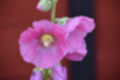 Beeldnr : 20 van 61
Naam : jj863876.jpg
Folder : fotos/jaren-201x/2019-2/denemarken/6-aug/
Formaat : 1200 x 800px
Thumb : 120 x 80px
Richting : Landschap
Bloknr : 1 van 2
Beeldnrs : 1 tm 50
Beelden in blok : 50