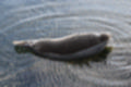Beeldnr : 10 van 72
Naam : jj883936.jpg
Folder : fotos/jaren-201x/2019-2/denemarken/8-aug/
Formaat : 1200 x 800px
Thumb : 120 x 80px
Richting : Landschap
Bloknr : 1 van 2
Beeldnrs : 1 tm 50
Beelden in blok : 50