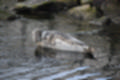 Beeldnr : 12 van 72
Naam : jj883940.jpg
Folder : fotos/jaren-201x/2019-2/denemarken/8-aug/
Formaat : 1200 x 800px
Thumb : 120 x 80px
Richting : Landschap
Bloknr : 1 van 2
Beeldnrs : 1 tm 50
Beelden in blok : 50