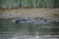 Beeldnr : 13 van 72
Naam : jj883941.jpg
Folder : fotos/jaren-201x/2019-2/denemarken/8-aug/
Formaat : 1200 x 800px
Thumb : 120 x 80px
Richting : Landschap
Bloknr : 1 van 2
Beeldnrs : 1 tm 50
Beelden in blok : 50