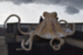 Beeldnr : 14 van 72
Naam : jj883944.jpg
Folder : fotos/jaren-201x/2019-2/denemarken/8-aug/
Formaat : 1200 x 800px
Thumb : 120 x 80px
Richting : Landschap
Bloknr : 1 van 2
Beeldnrs : 1 tm 50
Beelden in blok : 50