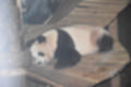 Beeldnr : 53 van 98
Naam : jk145411.jpg
Folder : fotos/jaren-202x/2020-2/china-light-rhenen/4-jan/
Formaat : 1200 x 800px
Thumb : 120 x 80px
Richting : Landschap
Bloknr : 2 van 2
Beeldnrs : 51 tm 98
Beelden in blok : 48
