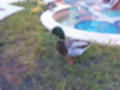 Beeldnr : 175 van 203
Naam : j_230426_205953.jpg
Folder : fotos/jaren-202x/2023-2/parijs/26-apr/
Formaat : 1600 x 1200px
Thumb : 120 x 90px
Richting : Landschap
Bloknr : 4 van 5
Beeldnrs : 151 tm 200
Beelden in blok : 50