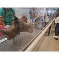 Beeldnr : 12 van 62
Naam : 20240406_144527.jpg
Folder : fotos/jaren-202x/2024-2/eclipsreis-texas/6-apr/
Formaat : 1200 x 1200px
Thumb : 120 x 120px
Richting : Vierkant
Bloknr : 1 van 2
Beeldnrs : 1 tm 50
Beelden in blok : 50