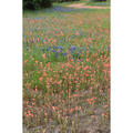 Beeldnr : 6 van 45
Naam : FTG_0290.jpg
Folder : fotos/jaren-202x/2024-2/eclipsreis-texas/8-apr/
Formaat : 1200 x 1200px
Thumb : 120 x 120px
Richting : Vierkant
Bloknr : 1 van 1
Beeldnrs : 1 tm 45
Beelden in blok : 45