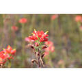 Beeldnr : 7 van 45
Naam : FTG_0291.jpg
Folder : fotos/jaren-202x/2024-2/eclipsreis-texas/8-apr/
Formaat : 1200 x 1200px
Thumb : 120 x 120px
Richting : Vierkant
Bloknr : 1 van 1
Beeldnrs : 1 tm 45
Beelden in blok : 45