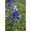 Beeldnr : 8 van 45
Naam : FTG_0292.jpg
Folder : fotos/jaren-202x/2024-2/eclipsreis-texas/8-apr/
Formaat : 1200 x 1200px
Thumb : 120 x 120px
Richting : Vierkant
Bloknr : 1 van 1
Beeldnrs : 1 tm 45
Beelden in blok : 45