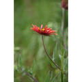 Beeldnr : 10 van 45
Naam : FTG_0294.jpg
Folder : fotos/jaren-202x/2024-2/eclipsreis-texas/8-apr/
Formaat : 1200 x 1200px
Thumb : 120 x 120px
Richting : Vierkant
Bloknr : 1 van 1
Beeldnrs : 1 tm 45
Beelden in blok : 45