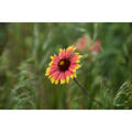Beeldnr : 11 van 45
Naam : FTG_0296.jpg
Folder : fotos/jaren-202x/2024-2/eclipsreis-texas/8-apr/
Formaat : 1200 x 1200px
Thumb : 120 x 120px
Richting : Vierkant
Bloknr : 1 van 1
Beeldnrs : 1 tm 45
Beelden in blok : 45