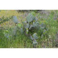 Beeldnr : 19 van 45
Naam : FTG_0305.jpg
Folder : fotos/jaren-202x/2024-2/eclipsreis-texas/8-apr/
Formaat : 1200 x 1200px
Thumb : 120 x 120px
Richting : Vierkant
Bloknr : 1 van 1
Beeldnrs : 1 tm 45
Beelden in blok : 45