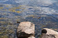 Beeldnr : 21 van 109
Naam : FTG_0691.jpg
Folder : fotos/jaren-202x/2024-2/scandinavie/28-juli/
Formaat : 1200 x 800px
Thumb : 120 x 80px
Richting : Landschap
Bloknr : 1 van 3
Beeldnrs : 1 tm 50
Beelden in blok : 50