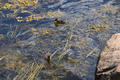Beeldnr : 22 van 109
Naam : FTG_0692.jpg
Folder : fotos/jaren-202x/2024-2/scandinavie/28-juli/
Formaat : 1200 x 800px
Thumb : 120 x 80px
Richting : Landschap
Bloknr : 1 van 3
Beeldnrs : 1 tm 50
Beelden in blok : 50