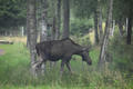 Beeldnr : 3 van 103
Naam : FTG_0603.jpg
Folder : fotos/jaren-202x/2024-2/scandinavie/4-aug/
Formaat : 1200 x 800px
Thumb : 120 x 80px
Richting : Landschap
Bloknr : 1 van 3
Beeldnrs : 1 tm 50
Beelden in blok : 50