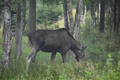Beeldnr : 4 van 103
Naam : FTG_0604.jpg
Folder : fotos/jaren-202x/2024-2/scandinavie/4-aug/
Formaat : 1200 x 800px
Thumb : 120 x 80px
Richting : Landschap
Bloknr : 1 van 3
Beeldnrs : 1 tm 50
Beelden in blok : 50