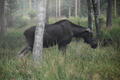 Beeldnr : 5 van 103
Naam : FTG_0605.jpg
Folder : fotos/jaren-202x/2024-2/scandinavie/4-aug/
Formaat : 1200 x 800px
Thumb : 120 x 80px
Richting : Landschap
Bloknr : 1 van 3
Beeldnrs : 1 tm 50
Beelden in blok : 50