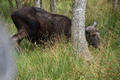 Beeldnr : 6 van 103
Naam : FTG_0606.jpg
Folder : fotos/jaren-202x/2024-2/scandinavie/4-aug/
Formaat : 1200 x 800px
Thumb : 120 x 80px
Richting : Landschap
Bloknr : 1 van 3
Beeldnrs : 1 tm 50
Beelden in blok : 50