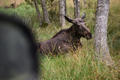 Beeldnr : 7 van 103
Naam : FTG_0607.jpg
Folder : fotos/jaren-202x/2024-2/scandinavie/4-aug/
Formaat : 1200 x 800px
Thumb : 120 x 80px
Richting : Landschap
Bloknr : 1 van 3
Beeldnrs : 1 tm 50
Beelden in blok : 50