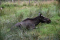 Beeldnr : 9 van 103
Naam : FTG_0609.jpg
Folder : fotos/jaren-202x/2024-2/scandinavie/4-aug/
Formaat : 1200 x 800px
Thumb : 120 x 80px
Richting : Landschap
Bloknr : 1 van 3
Beeldnrs : 1 tm 50
Beelden in blok : 50