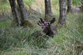 Beeldnr : 12 van 103
Naam : FTG_0612.jpg
Folder : fotos/jaren-202x/2024-2/scandinavie/4-aug/
Formaat : 1200 x 800px
Thumb : 120 x 80px
Richting : Landschap
Bloknr : 1 van 3
Beeldnrs : 1 tm 50
Beelden in blok : 50
