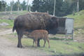 Beeldnr : 14 van 103
Naam : FTG_0614.jpg
Folder : fotos/jaren-202x/2024-2/scandinavie/4-aug/
Formaat : 1200 x 800px
Thumb : 120 x 80px
Richting : Landschap
Bloknr : 1 van 3
Beeldnrs : 1 tm 50
Beelden in blok : 50