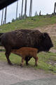 Beeldnr : 17 van 103
Naam : FTG_0617.jpg
Folder : fotos/jaren-202x/2024-2/scandinavie/4-aug/
Formaat : 800 x 1200px
Thumb : 80 x 120px
Richting : Portret
Bloknr : 1 van 3
Beeldnrs : 1 tm 50
Beelden in blok : 50