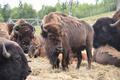 Beeldnr : 24 van 103
Naam : FTG_0624.jpg
Folder : fotos/jaren-202x/2024-2/scandinavie/4-aug/
Formaat : 1200 x 800px
Thumb : 120 x 80px
Richting : Landschap
Bloknr : 1 van 3
Beeldnrs : 1 tm 50
Beelden in blok : 50