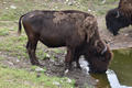 Beeldnr : 34 van 103
Naam : FTG_0634.jpg
Folder : fotos/jaren-202x/2024-2/scandinavie/4-aug/
Formaat : 1200 x 800px
Thumb : 120 x 80px
Richting : Landschap
Bloknr : 1 van 3
Beeldnrs : 1 tm 50
Beelden in blok : 50