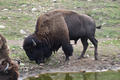 Beeldnr : 36 van 103
Naam : FTG_0636.jpg
Folder : fotos/jaren-202x/2024-2/scandinavie/4-aug/
Formaat : 1200 x 800px
Thumb : 120 x 80px
Richting : Landschap
Bloknr : 1 van 3
Beeldnrs : 1 tm 50
Beelden in blok : 50
