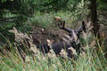 Beeldnr : 42 van 103
Naam : FTG_0642.jpg
Folder : fotos/jaren-202x/2024-2/scandinavie/4-aug/
Formaat : 1200 x 800px
Thumb : 120 x 80px
Richting : Landschap
Bloknr : 1 van 3
Beeldnrs : 1 tm 50
Beelden in blok : 50