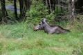 Beeldnr : 45 van 103
Naam : FTG_0645.jpg
Folder : fotos/jaren-202x/2024-2/scandinavie/4-aug/
Formaat : 1200 x 800px
Thumb : 120 x 80px
Richting : Landschap
Bloknr : 1 van 3
Beeldnrs : 1 tm 50
Beelden in blok : 50