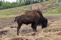 Beeldnr : 51 van 103
Naam : FTG_0651.jpg
Folder : fotos/jaren-202x/2024-2/scandinavie/4-aug/
Formaat : 1200 x 800px
Thumb : 120 x 80px
Richting : Landschap
Bloknr : 2 van 3
Beeldnrs : 51 tm 100
Beelden in blok : 50