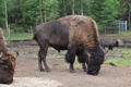 Beeldnr : 63 van 103
Naam : FTG_0663.jpg
Folder : fotos/jaren-202x/2024-2/scandinavie/4-aug/
Formaat : 1200 x 800px
Thumb : 120 x 80px
Richting : Landschap
Bloknr : 2 van 3
Beeldnrs : 51 tm 100
Beelden in blok : 50