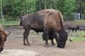 Beeldnr : 64 van 103
Naam : FTG_0664.jpg
Folder : fotos/jaren-202x/2024-2/scandinavie/4-aug/
Formaat : 1200 x 800px
Thumb : 120 x 80px
Richting : Landschap
Bloknr : 2 van 3
Beeldnrs : 51 tm 100
Beelden in blok : 50