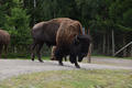 Beeldnr : 74 van 103
Naam : FTG_0674.jpg
Folder : fotos/jaren-202x/2024-2/scandinavie/4-aug/
Formaat : 1200 x 800px
Thumb : 120 x 80px
Richting : Landschap
Bloknr : 2 van 3
Beeldnrs : 51 tm 100
Beelden in blok : 50
