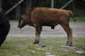 Beeldnr : 77 van 103
Naam : FTG_0677.jpg
Folder : fotos/jaren-202x/2024-2/scandinavie/4-aug/
Formaat : 1200 x 800px
Thumb : 120 x 80px
Richting : Landschap
Bloknr : 2 van 3
Beeldnrs : 51 tm 100
Beelden in blok : 50